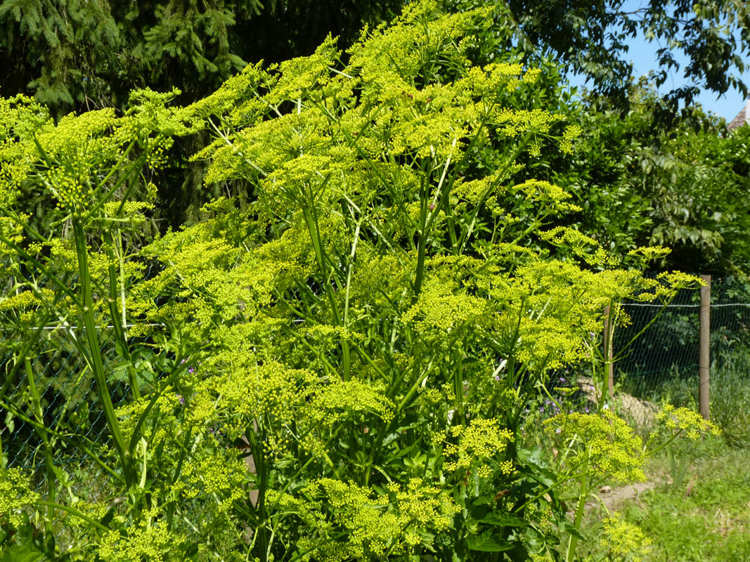 Pastinaca sativa ssp sylvestris photo